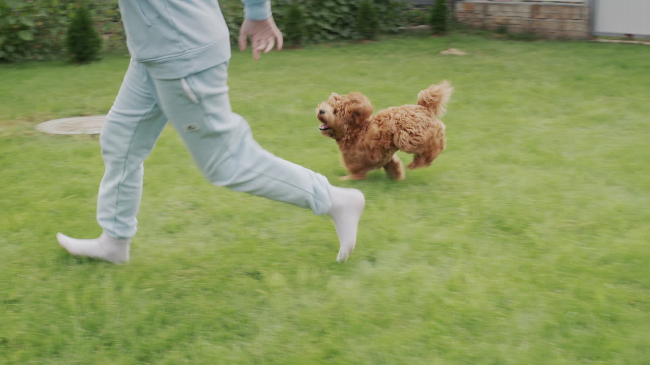 애완동물과 함께 잔디을 달리는 소유자. 느린 동작 비디오