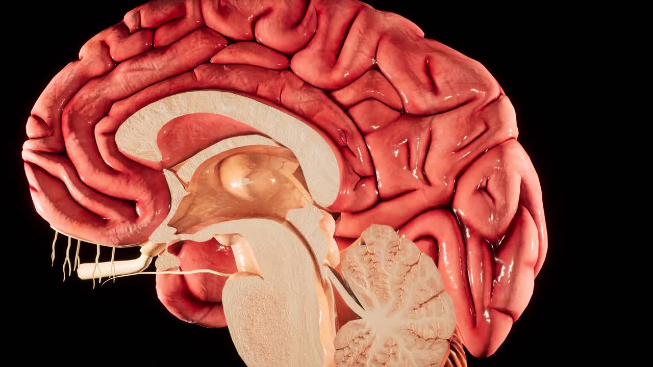 Human brain Anatomical Model 3D glossy brain on brain screen. Rotation Human Brain 3D Animation 4K video.