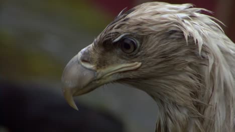 extreme closeup of the head of a very young bald eagle