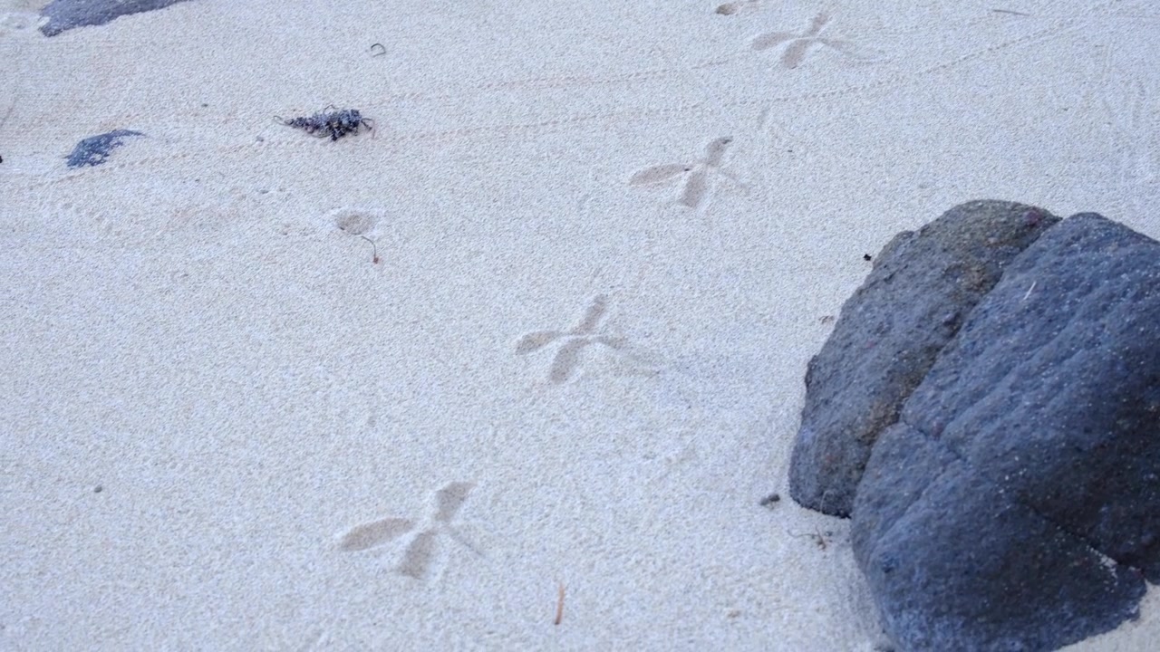 Impronte di airone su spiaggia di sabbia bianca nelle Isole Yasawa, Fiji