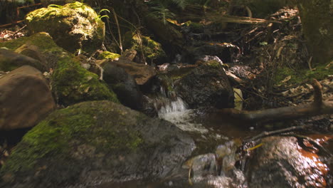 Low-angle-view-of-stream-running-through-forest