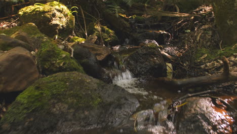 Niedriger-Blickwinkel-Auf-Den-Bach,-Der-Durch-Den-Wald-Fließt