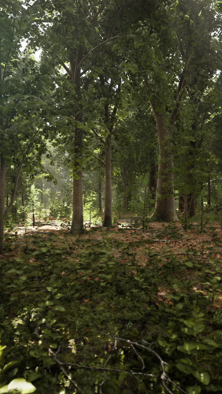 escena de un bosque iluminado por el sol