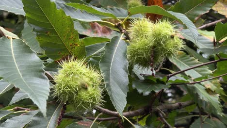 Fruits-of-the-Sweet-Chestnut-tree-swaying-in-the-autumn-breeze,-Worcestershire,-England