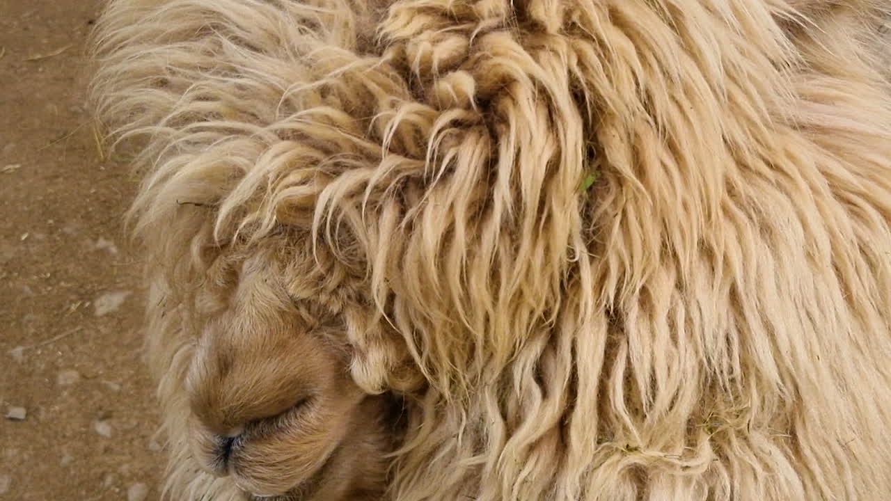 먹고 씹는 땅에 누워있는 갈색 라마