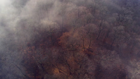 aerial shot above a foggy forest with leafless trees lit by little sunlight in late autumn