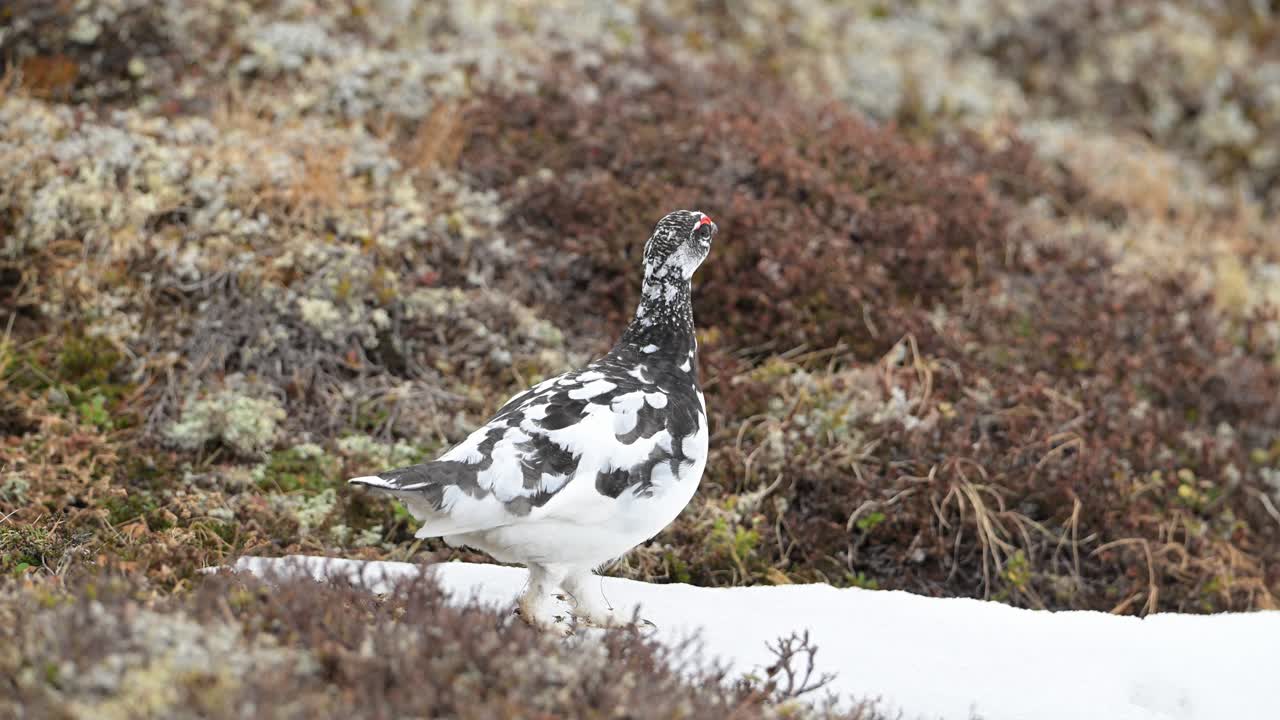 En han-fjeldrype inspicerer forsigtigt omgivelserne, mens den langsomt går hen over et lille stykke sne på den norske tundra