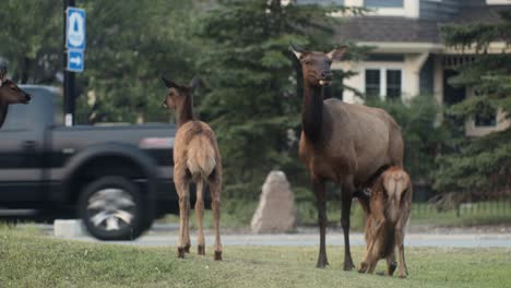 elk females and calfs downtown