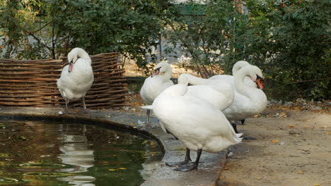 cisnes blancos junto a un estanque