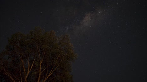 Zeitrafferaufnahme-Des-Nachthimmels-Mit-Fliegenden-Sternen-Und-Baumsilhouette-Bei-Nacht