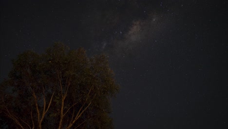 Toma-De-Lapso-De-Tiempo-Del-Cielo-Nocturno-Con-Estrellas-Voladoras-Y-Silueta-De-árbol-En-La-Noche