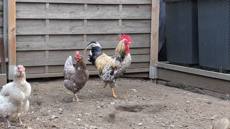 pollos en el patio de campo en sauerland