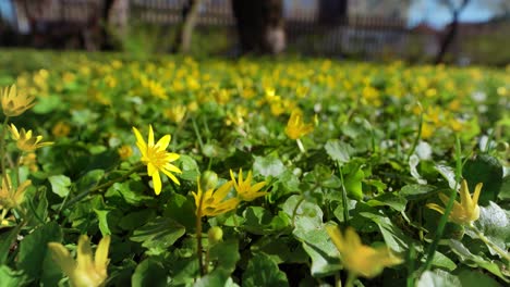 yellow flower ficaria verna covering the ground and gently moving in light wind