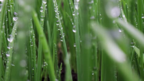 green grass close-up super macro shooting.