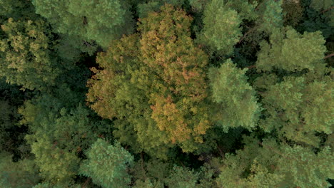 Bunter-Baum-Mit-Gelben-Blättern,-Umgeben-Von-Grünem-Wald