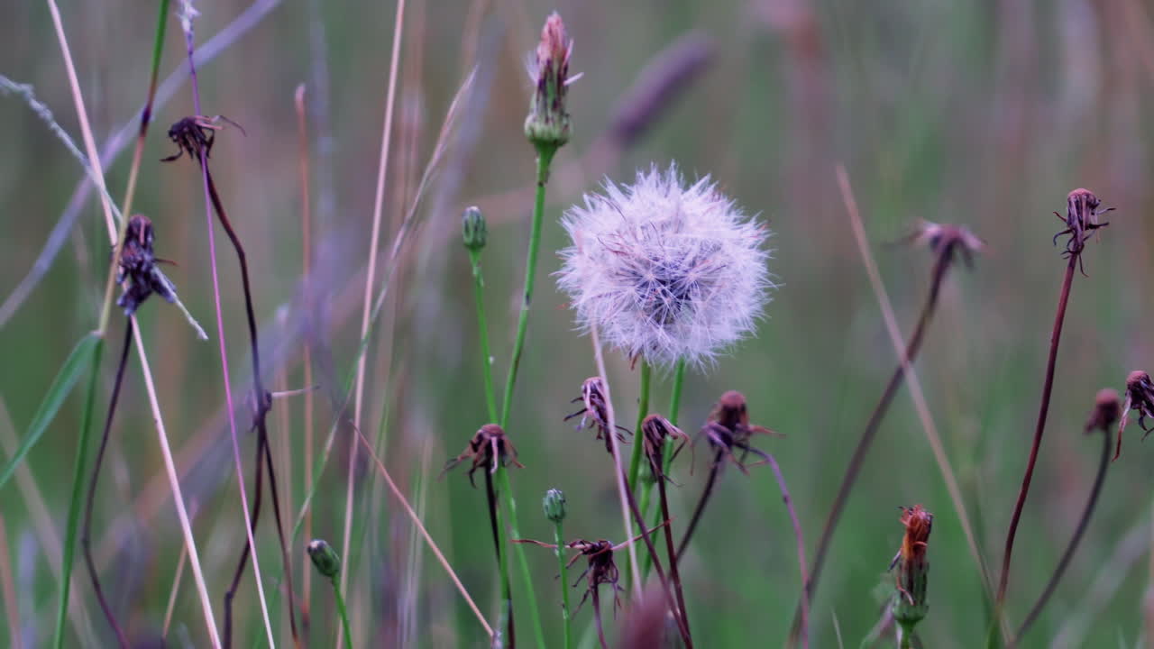 들판에 있는 일반적인 민들레 - 호주 뉴 사우스 웨일즈의 헌터 밸리 - 가까이
