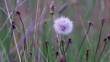 common dandelion at the field - hunter valley in new south wales, australia - close up