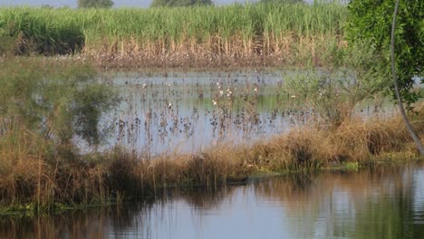 view of waterlogged fields in sindh with crops seen in background