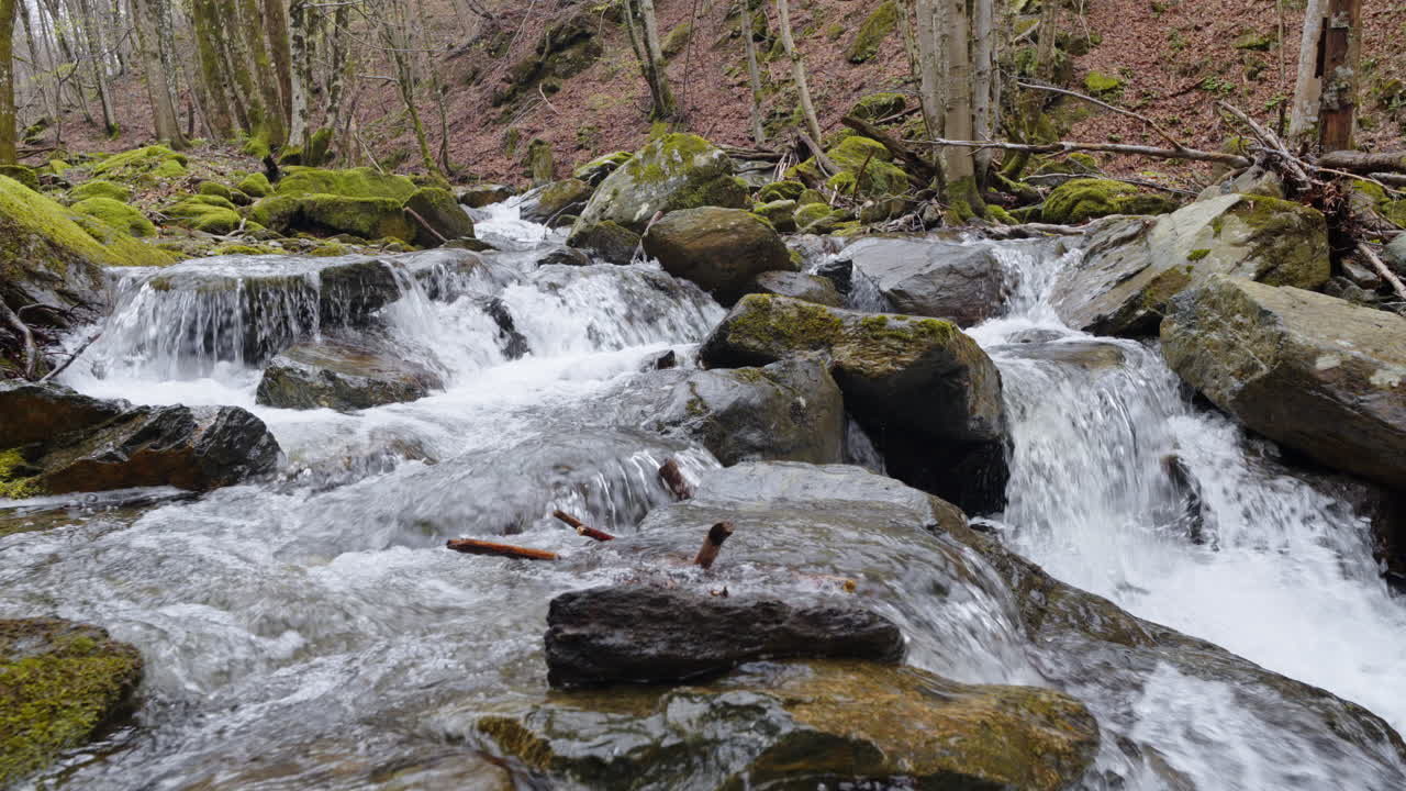 A peaceful stream flows gently through moss-covered rocks and trees in a forest