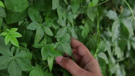 Woman's-hand-touching-green-leaves