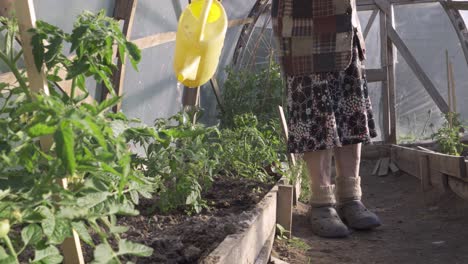 Grandmother-in-greenhouse,-self-sustainable-living,-vegetable-growing