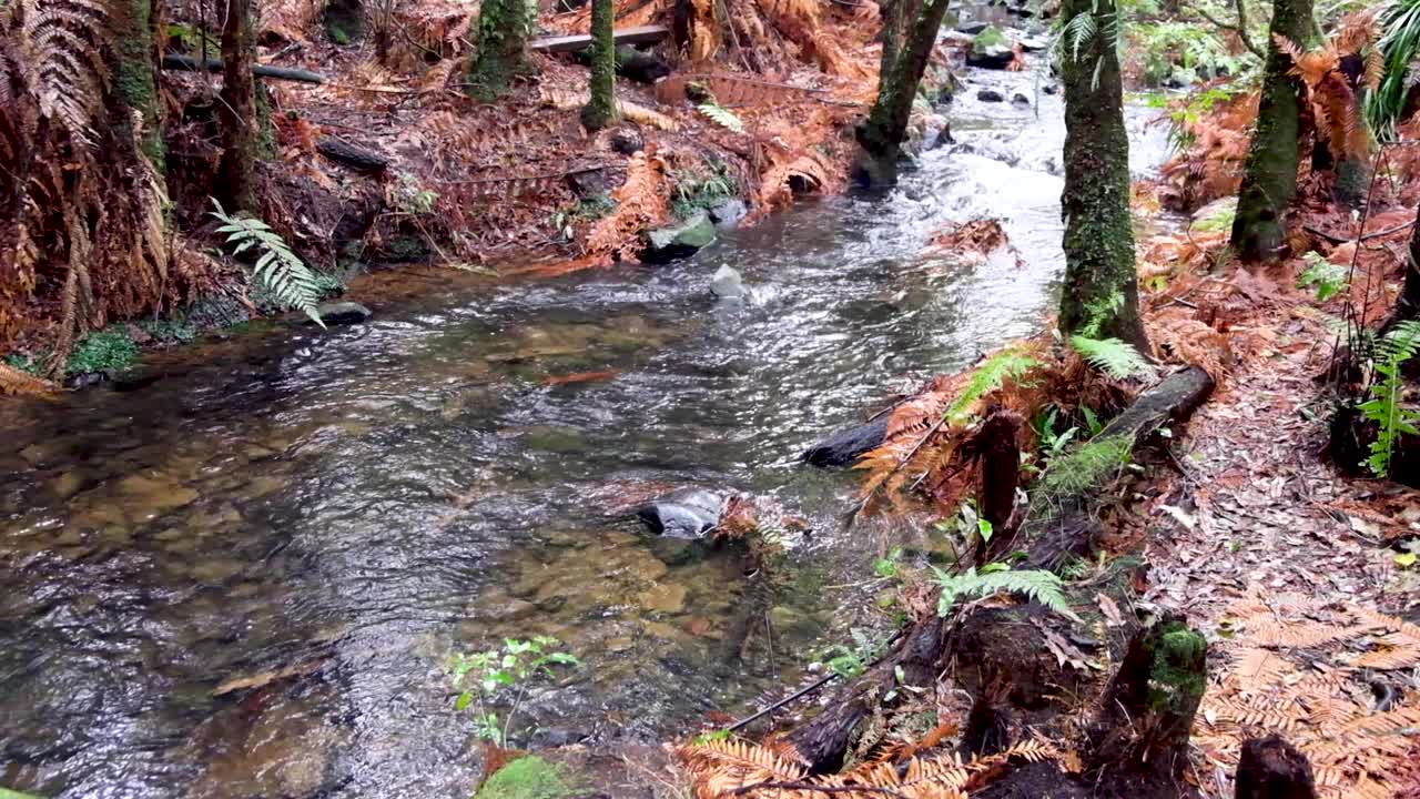 A beautiful peaceful stream in forest with golden brown leafs, surroundings and landscape in rural countryside near Raglan in North Island, New Zealand Aotearoa