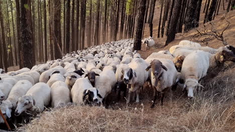 gran rebaño de ovejas con campanas descansando en un bosque con árboles altos durante el día