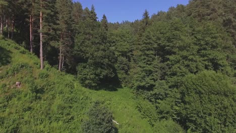 coniferous forest in a hilly area