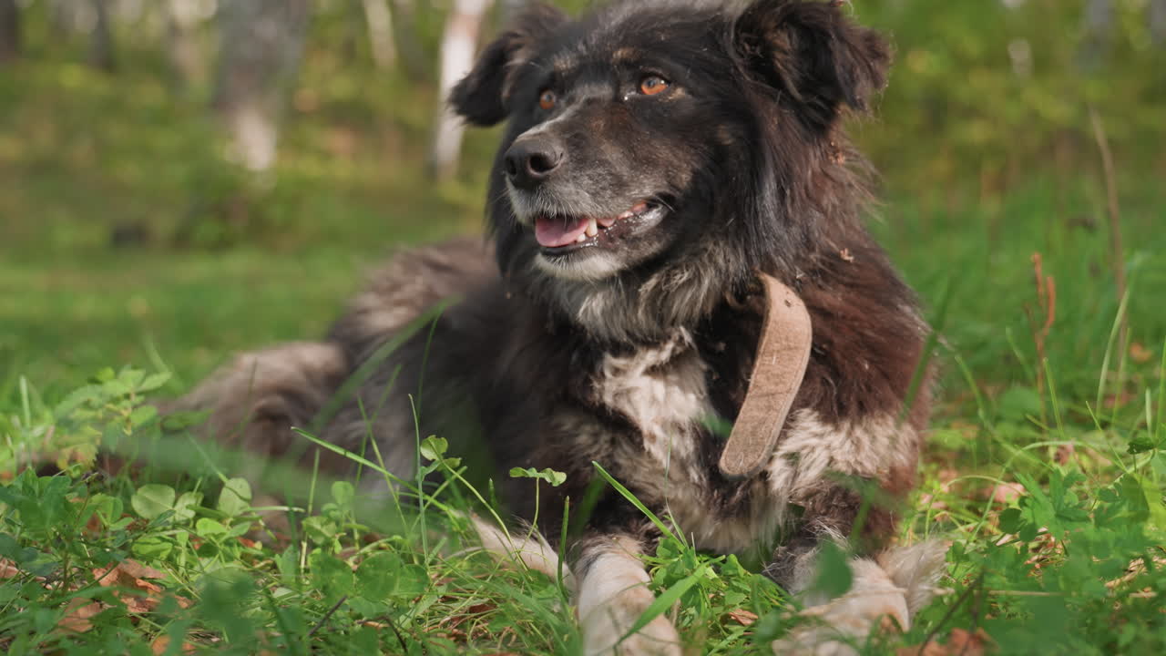 Canino calmo che sonnecchia tra la vegetazione fiorita. Cane sereno che fa un pisolino tranquillo in un paesaggio naturale lussureggiante. Cane rilassato che si gode un sonno ristoratore circondato da erba vivace e dalla luce soffusa del sole.