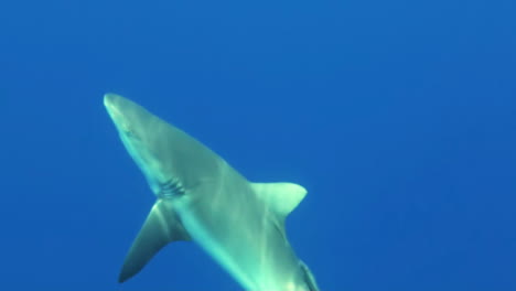 tubarão de recife cinzento arrebata um pedaço de peixe morto fornecido durante a alimentação do tubarão