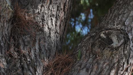 Green-cricket-insect-climbing-a-tree