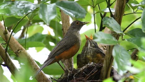 Pájaro-Tordo-De-Vientre-Rojo,-Alimentando-A-Los-Polluelos-Con-Gusanos-En-El-Nido-Bajo-La-Lluvia