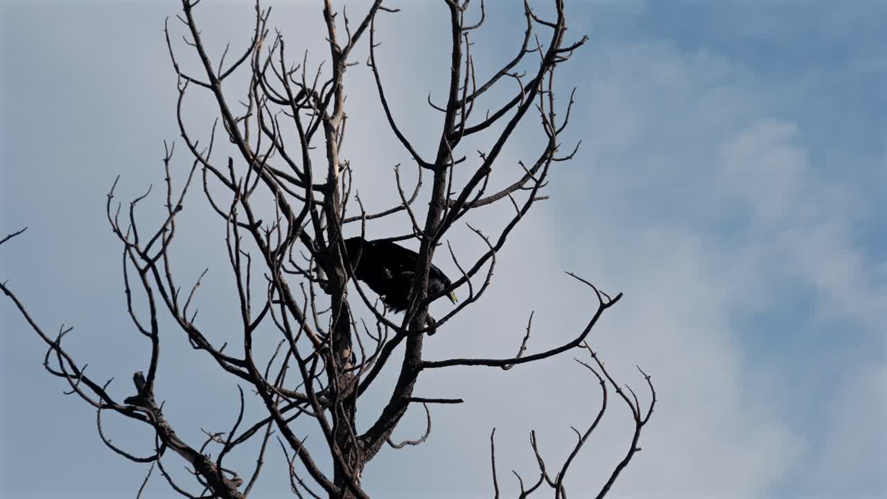 Slow motion of a black raven hopping between the bare, stark branches of a tree. The bird maintains a firm grip on the food it is carrying, framed against a bright blue sky