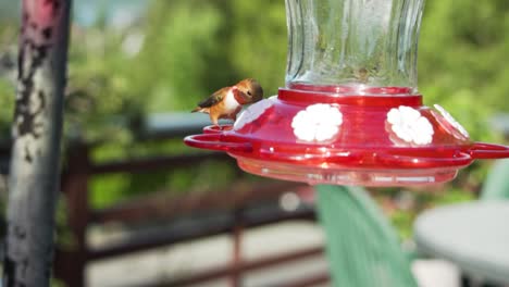 majestic tiny hummingbird feeding on hanging feeder in home garden, slow motion shot