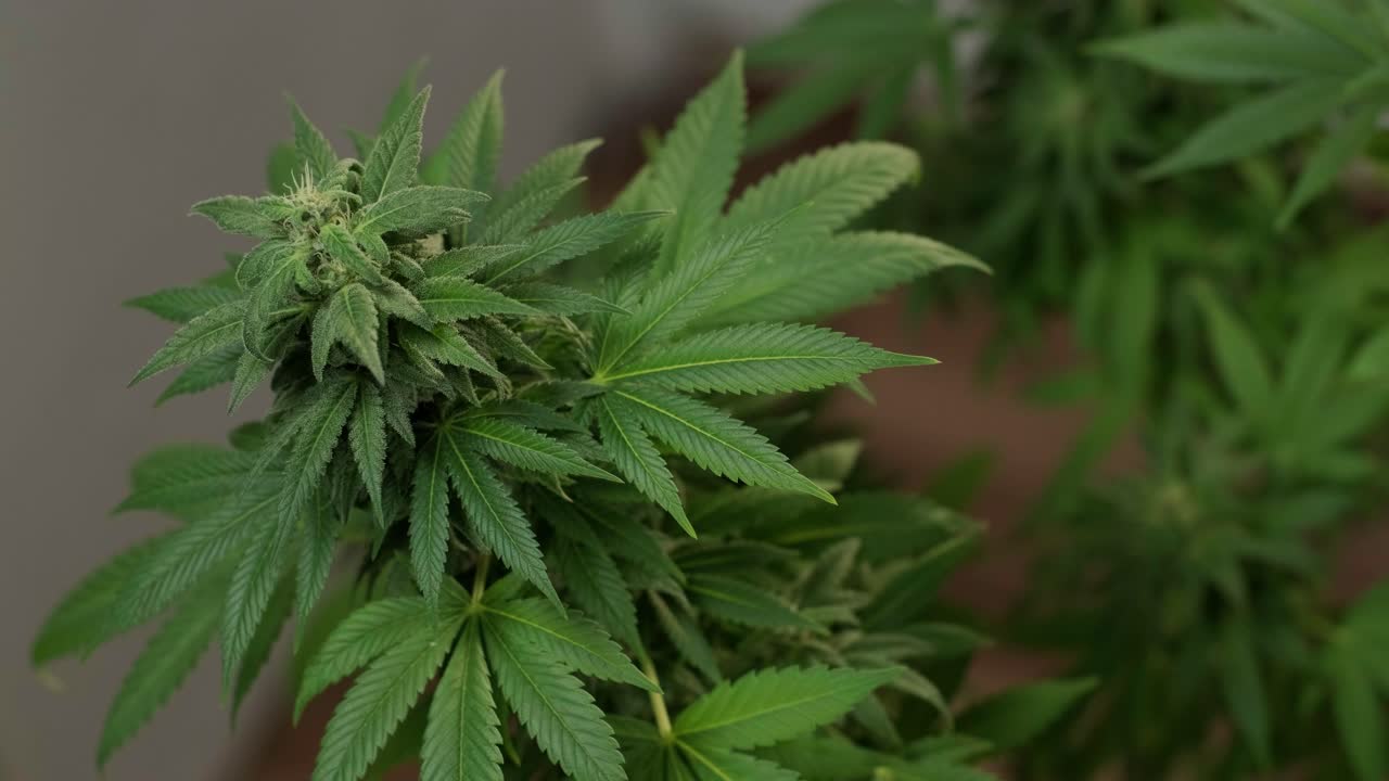 대마초 재배: 의학에 사용하기 위한 대마초 연구, 데이터 수집, 대마초 기름 연구, 마리화나 생산.