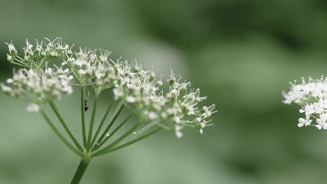 an ant crawls around on a tiny flower on an overcast day