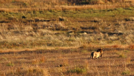 strong male lion checks his land for rivals under golden evening light