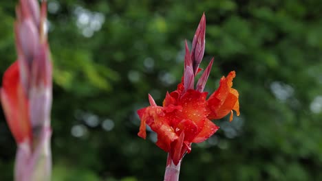 Primer-Plano-De-Una-Hermosa-Flor-Naranja-Roja-En-Primer-Plano-Y-El-Jardín-Al-Fondo