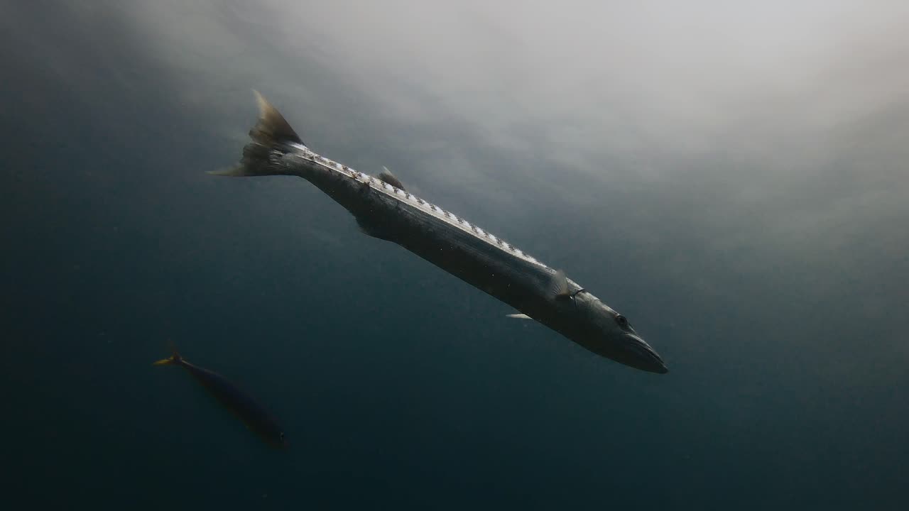 Nær undervandsudsigt af en barracuda, der svømmer gennem klare tropiske farvande på Mauritius. Filmisk havrovdyr glider nær overfladen, viser havets dyreliv og et naturligt revøkosystem