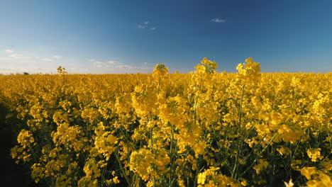 vast field of blooming yellow rapeseed