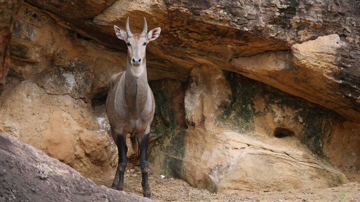 Antelope in a rocky cave