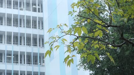 rainy day cityscape with trees