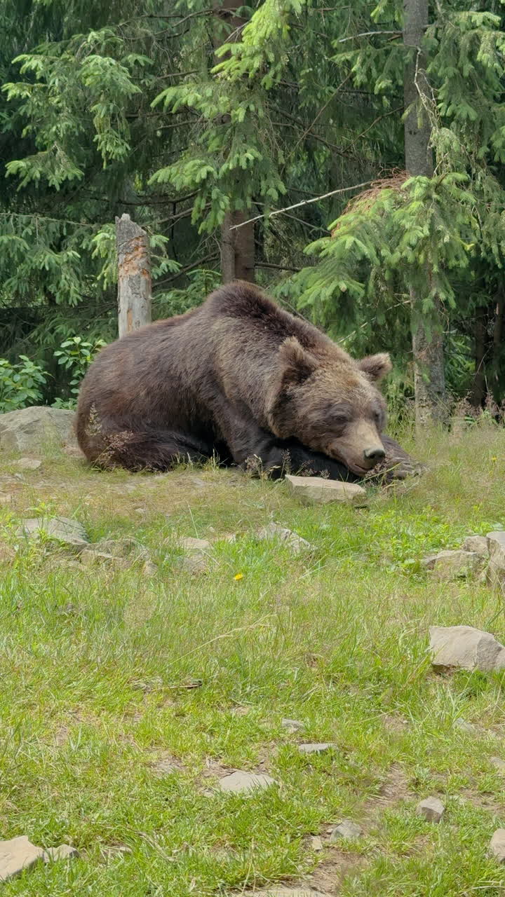 Un grande orso bruno dorme pacificamente su una collina erbosa circondato da alti alberi sempreverdi e