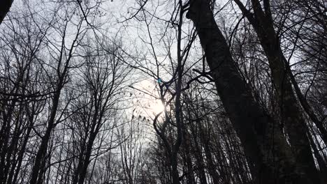 slowly movement of camera catching the sunlight between tree branches, early spring season