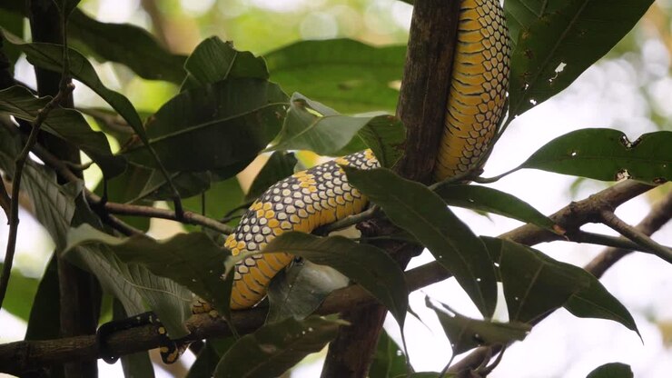 Wilde adder op een tak in het Sumatraanse regenwoud met bewegende camera in slow motion