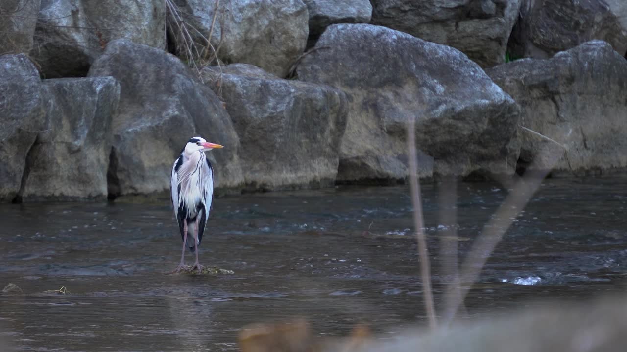 대한민국 서울 양재천 물속 바위 위에 서 있는 회색 헤론 - 와이드 샷