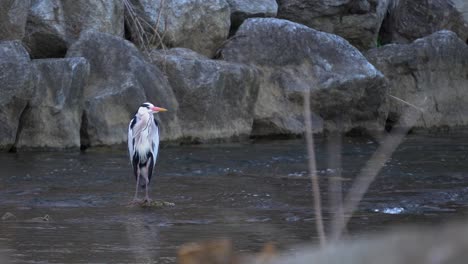 Graureiher-Steht-Auf-Einem-Felsen-Im-Wasser-Im-Yangjaecheon-strom,-Seoul,-Südkorea---Weitschuss