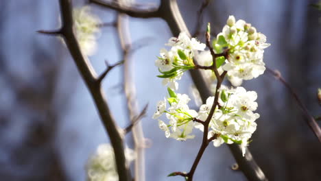 close-up of wild pear tree blossoms