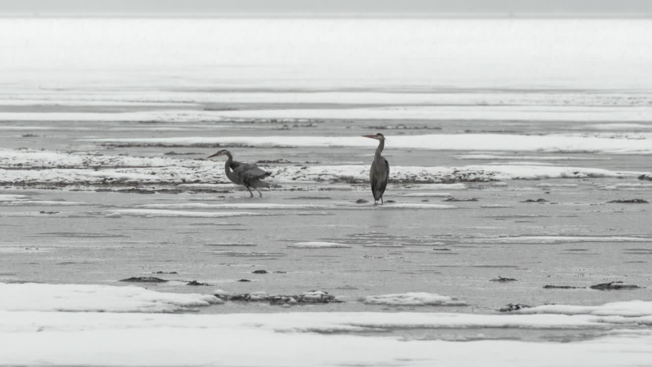 블루 헤론이 눈 폭풍 속에서 물고기를 잡고 있습니다.