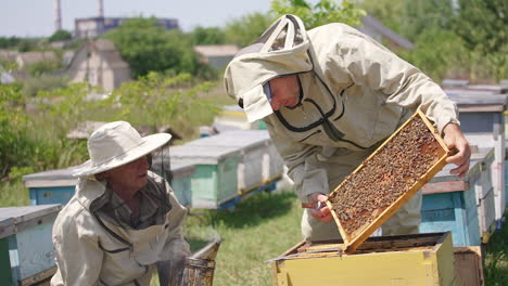 apiarists checking up honey frame coated with bees. man holding a frame uses knife and another one uses smoker.
